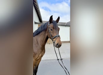 KWPN, Castrone, 8 Anni, 172 cm, Baio scuro