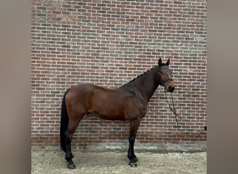 KWPN, Castrone, 8 Anni, 172 cm