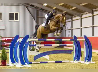 KWPN, Castrone, 8 Anni, 174 cm, Baio