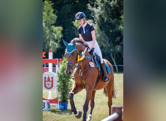 KWPN, Castrone, 8 Anni, 176 cm, Baio scuro
