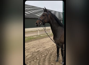 KWPN, Castrone, 8 Anni, 178 cm, Baio scuro