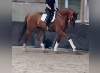 KWPN, Castrone, 8 Anni, 178 cm, Sauro