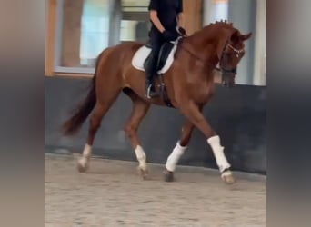 KWPN, Castrone, 8 Anni, 178 cm, Sauro