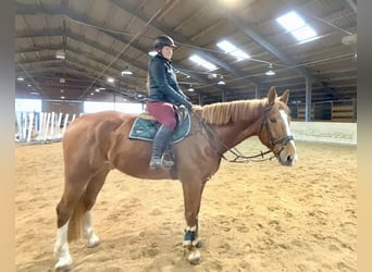 KWPN, Castrone, 8 Anni, 180 cm, Sauro