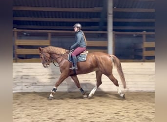 KWPN, Castrone, 8 Anni, 180 cm, Sauro