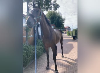 KWPN, Castrone, 8 Anni, 185 cm, Baio scuro