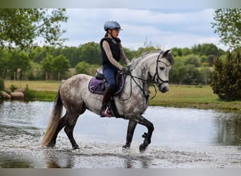 KWPN, Castrone, 9 Anni, 142 cm, Grigio