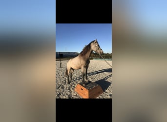 KWPN, Castrone, 9 Anni, 146 cm, Pelle di daino