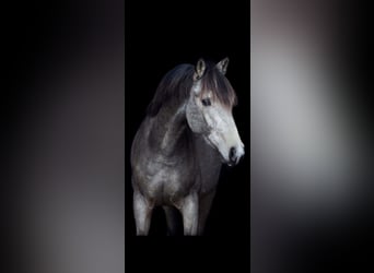 KWPN, Castrone, 9 Anni, 146 cm, Pelle di daino