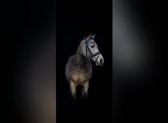 KWPN, Castrone, 9 Anni, 146 cm, Pelle di daino