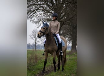 KWPN, Castrone, 9 Anni, 146 cm, Pelle di daino