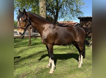 KWPN, Castrone, 9 Anni, 161 cm, Baio