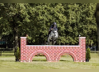 KWPN, Castrone, 9 Anni, 165 cm, Grigio