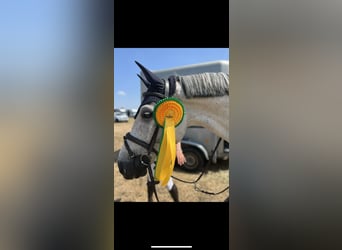 KWPN, Castrone, 9 Anni, 165 cm, Grigio
