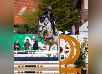 KWPN, Castrone, 9 Anni, 165 cm, Grigio