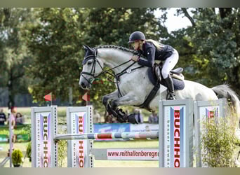 KWPN, Castrone, 9 Anni, 165 cm, Grigio