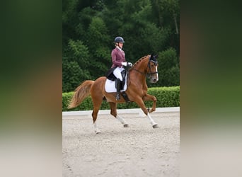 KWPN, Castrone, 9 Anni, 165 cm, Sauro