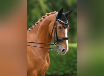 KWPN, Castrone, 9 Anni, 165 cm, Sauro