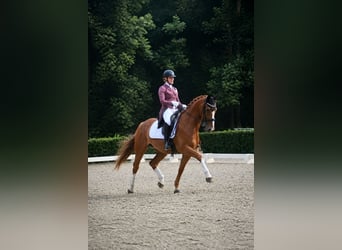 KWPN, Castrone, 9 Anni, 165 cm, Sauro
