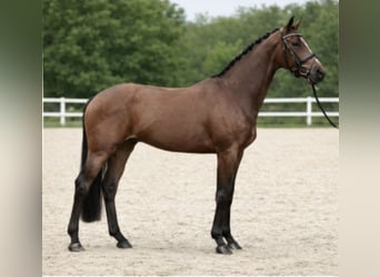 KWPN, Castrone, 9 Anni, 167 cm, Baio