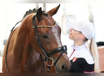 KWPN, Castrone, 9 Anni, 167 cm, Baio