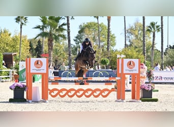 KWPN, Castrone, 9 Anni, 167 cm, Baio nero