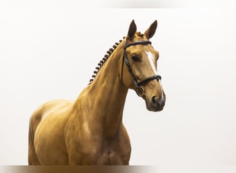 KWPN, Castrone, 9 Anni, 167 cm, Sauro