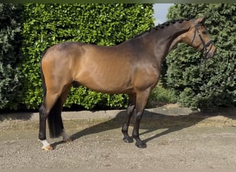KWPN, Castrone, 9 Anni, 168 cm, Baio scuro