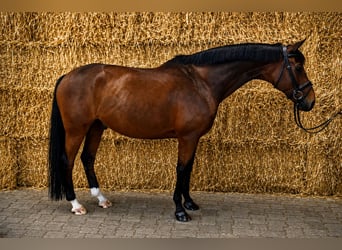 KWPN, Castrone, 9 Anni, 168 cm, Baio scuro