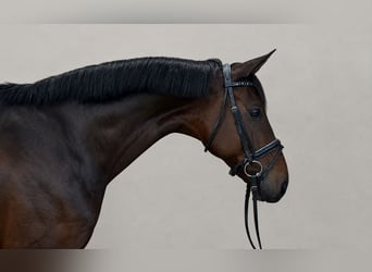 KWPN, Castrone, 9 Anni, 168 cm, Baio scuro