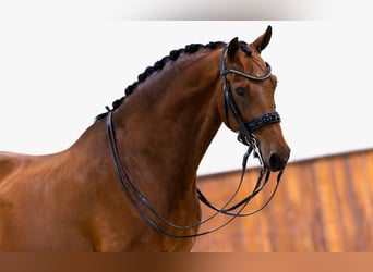KWPN, Castrone, 9 Anni, 170 cm, Baio