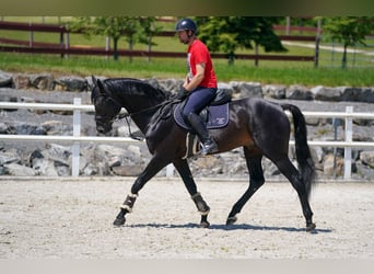 KWPN, Castrone, 9 Anni, 170 cm, Baio nero