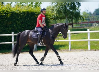 KWPN, Castrone, 9 Anni, 170 cm, Baio nero