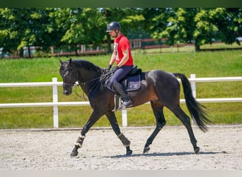 KWPN, Castrone, 9 Anni, 170 cm, Baio nero