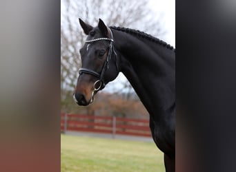KWPN, Castrone, 9 Anni, 170 cm, Baio nero