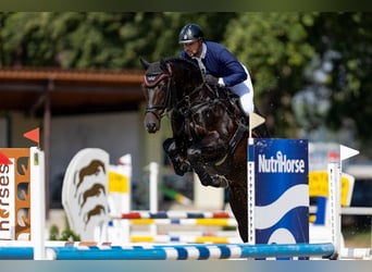 KWPN, Castrone, 9 Anni, 170 cm, Baio nero