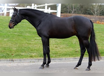 KWPN, Castrone, 9 Anni, 170 cm, Baio nero