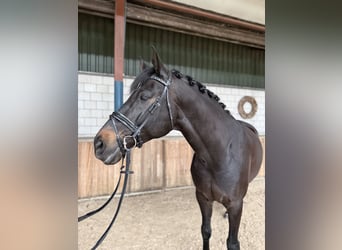 KWPN, Castrone, 9 Anni, 171 cm, Baio scuro