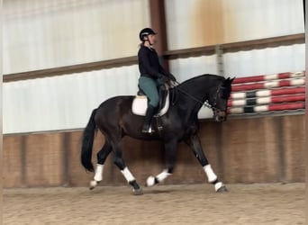 KWPN, Castrone, 9 Anni, 171 cm, Baio scuro