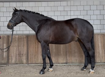 KWPN, Castrone, 9 Anni, 171 cm, Baio scuro