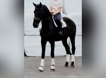 KWPN, Castrone, 9 Anni, 172 cm, Morello
