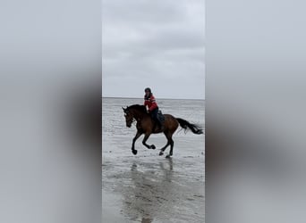 KWPN, Castrone, 9 Anni, 173 cm, Baio