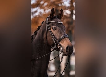 KWPN, Castrone, 9 Anni, 174 cm, Baio