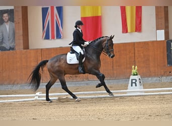 KWPN, Castrone, 9 Anni, 174 cm, Baio