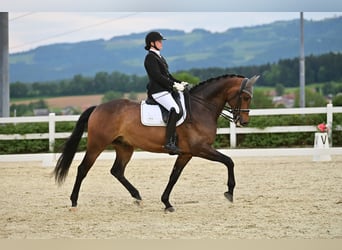 KWPN, Castrone, 9 Anni, 174 cm, Baio