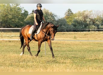 KWPN Mix, Castrone, 9 Anni, 174 cm, Baio ciliegia
