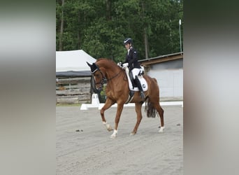 KWPN, Castrone, 9 Anni, 177 cm, Sauro