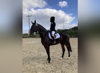 KWPN, Castrone, 9 Anni, 179 cm, Baio scuro