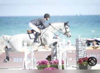 KWPN, Desconocido, Embrión