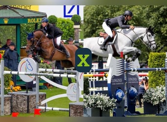 KWPN, Desconocido, Embrión